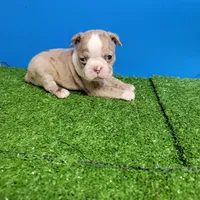 Boston 1 male , a male Boston Terrier for sale in Walnut Grove, MS – Photo 8 of 9