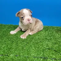 Boston 1 male , a male Boston Terrier for sale in Walnut Grove, MS – Photo 9 of 9