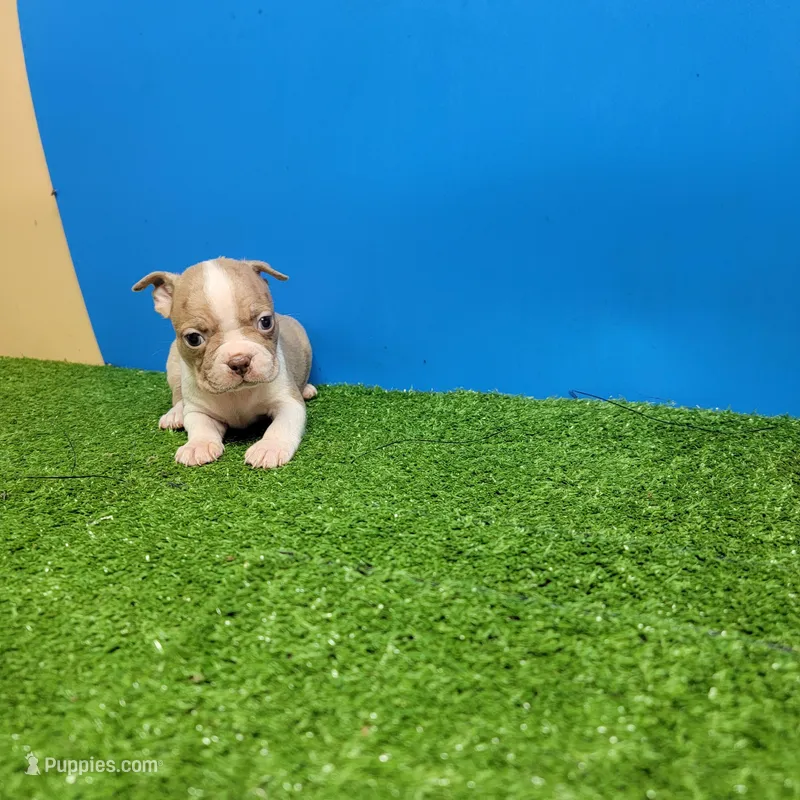 Boston 1 male  – Boston Terrier puppy for sale in Walnut Grove, MS