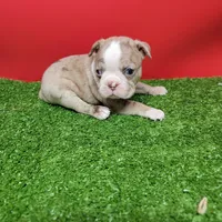 Boston 1 male , a male Boston Terrier for sale in Walnut Grove, MS – Photo 3 of 9