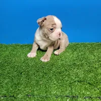 Boston 1 male , a male Boston Terrier for sale in Walnut Grove, MS – Photo 6 of 9