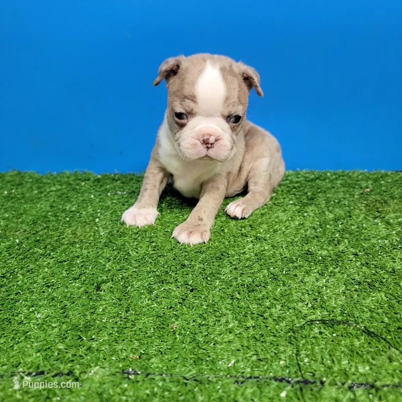 Boston 1 male  – Boston Terrier puppy for sale in Walnut Grove, MS