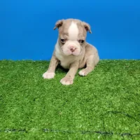Boston 1 male , a male Boston Terrier for sale in Walnut Grove, MS – Photo 1 of 9