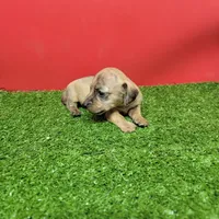 Brown female , a female Miniature Dachshund for sale in Walnut Grove, MS – 2 of 6