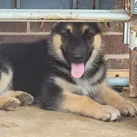 Black-and-tan smooth coat male 1, a male German Shepherd Dog for sale in Walnut Grove, MS – 3 of 8