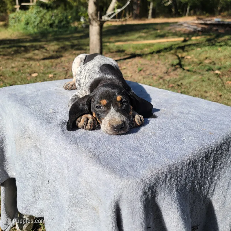 BLUETICK FEMALE 1 – Bluetick Coonhound puppy for sale in Walnut Grove, MS
