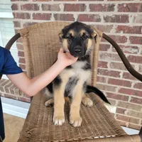 Black-and-tan smooth coat male 1, a male German Shepherd Dog for sale in Walnut Grove, MS – 6 of 8