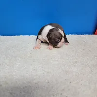 Chocolate and white female 2, a female Boston Terrier for sale in Walnut Grove, MS – Photo 2 of 4