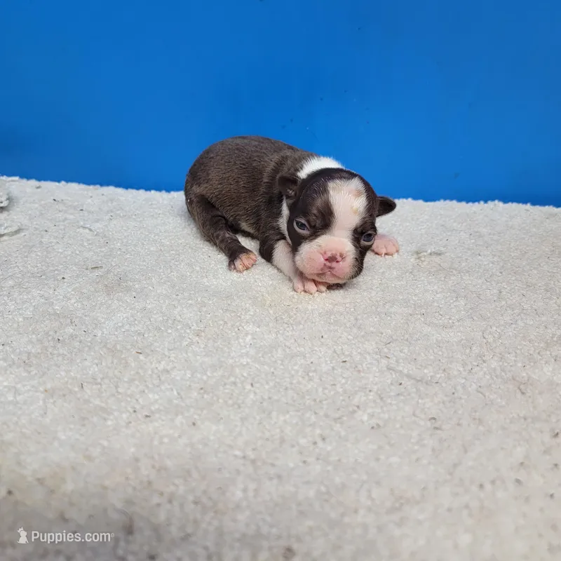 Chocolate and white female 2