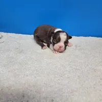 Chocolate and white female 2, a female Boston Terrier for sale in Walnut Grove, MS – Photo 1 of 4