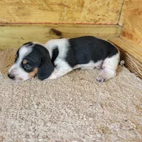 Black and white male , a male Miniature Dachshund for sale in Walnut Grove, MS – 4 of 7