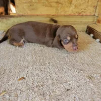 Chocolate and tan female , a female Miniature Dachshund for sale in Walnut Grove, MS – 6 of 6