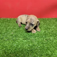 Brown female , a female Miniature Dachshund for sale in Walnut Grove, MS – 5 of 6