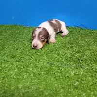 Chocolate and white male 2, a male Miniature Dachshund for sale in Walnut Grove, MS – 4 of 9