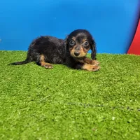 Black-and-tan longhair , a female Miniature Dachshund for sale in Walnut Grove, MS – 6 of 6