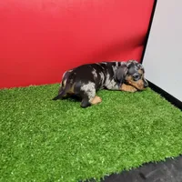 Silver dapple male 2, a male Miniature Dachshund for sale in Walnut Grove, MS – 3 of 5