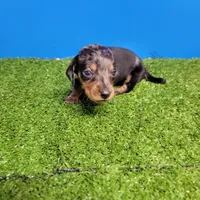 Silver dapple male 2, a male Miniature Dachshund for sale in Walnut Grove, MS – 6 of 7