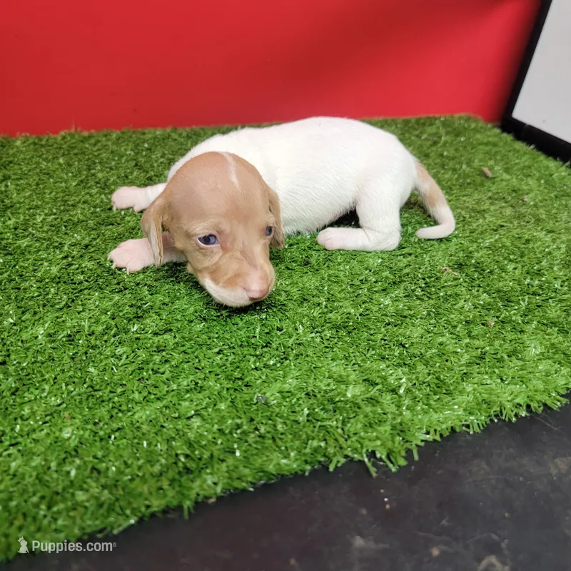 White and tan female  – Miniature Dachshund puppy for sale in Walnut Grove, MS