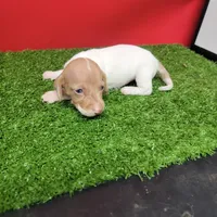 White and tan female , a male Miniature Dachshund for sale in Walnut Grove, MS – 1 of 7