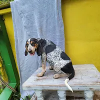 Female 3, a female Bluetick Coonhound for sale in Walnut Grove, MS – 3 of 4