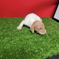 White and tan female , a male Miniature Dachshund for sale in Walnut Grove, MS – 7 of 7