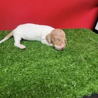 White and tan female , a male Miniature Dachshund for sale in Walnut Grove, MS – 3 of 7