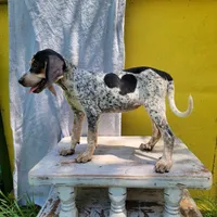 Female 4, a female Bluetick Coonhound for sale in Walnut Grove, MS – 6 of 6