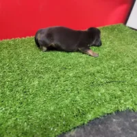 Black-and-tan female , a female Miniature Dachshund for sale in Walnut Grove, MS – 8 of 8