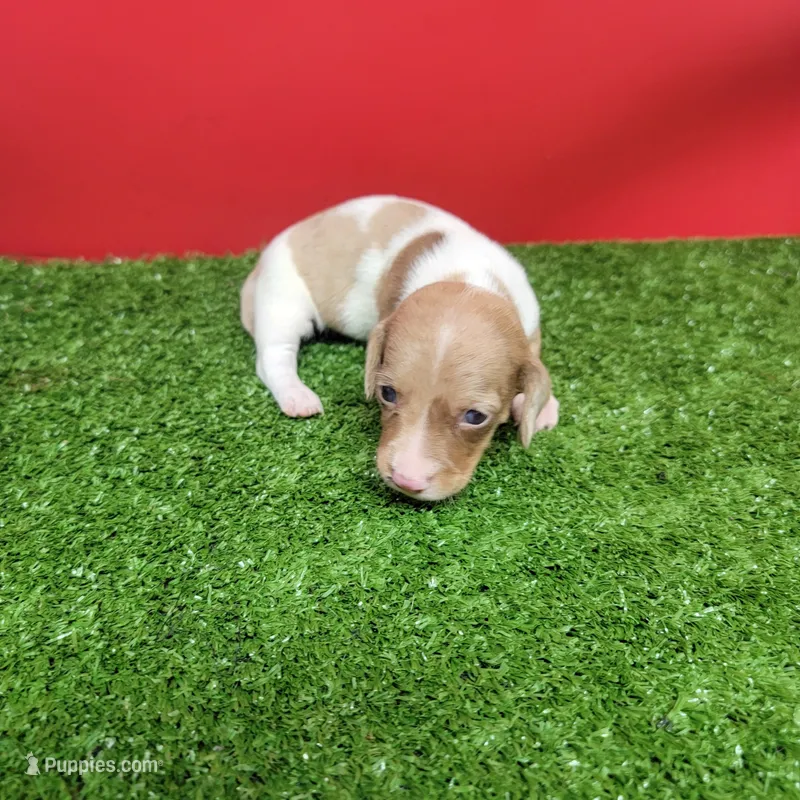 White and tan female  – Miniature Dachshund puppy for sale in Walnut Grove, MS