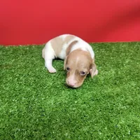 White and tan female , a male Miniature Dachshund for sale in Walnut Grove, MS – 1 of 9