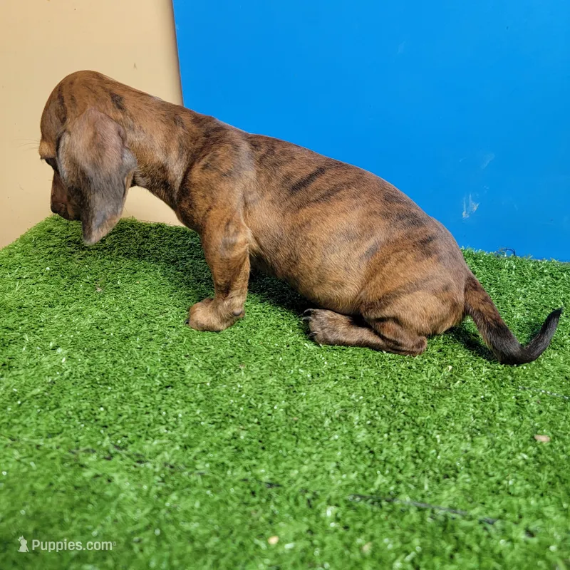 Brown male  – Miniature Dachshund puppy for sale in Walnut Grove, MS