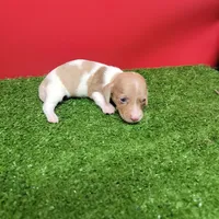 White and tan female , a male Miniature Dachshund for sale in Walnut Grove, MS – 3 of 9