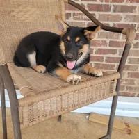 Black-and-tan smooth coat male 2, a male German Shepherd Dog for sale in Walnut Grove, MS – 2 of 10