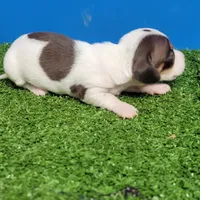 Chocolate and white male , a male Miniature Dachshund for sale in Walnut Grove, MS – 2 of 10