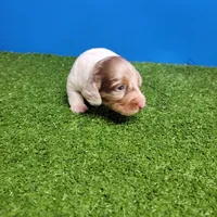Longhair male , a male Miniature Dachshund for sale in Walnut Grove, MS – 4 of 10