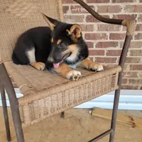 Black-and-tan smooth coat male 2, a male German Shepherd Dog for sale in Walnut Grove, MS – 9 of 10