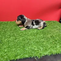 Silver dapple female 1, a female Miniature Dachshund for sale in Walnut Grove, MS – 6 of 7