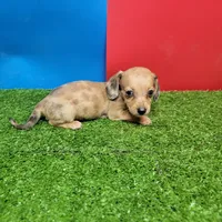 Brown male 1, a male Miniature Dachshund for sale in Walnut Grove, MS – 6 of 7