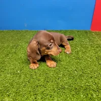 Chocolate and tan female , a female Miniature Dachshund for sale in Walnut Grove, MS – 5 of 8