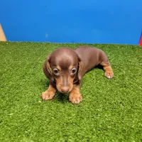 Chocolate and tan female , a female Miniature Dachshund for sale in Walnut Grove, MS – 2 of 8