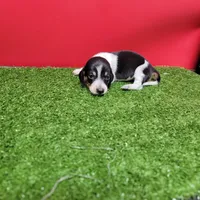 Black and white female , a female Miniature Dachshund for sale in Walnut Grove, MS – 6 of 6