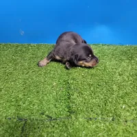 Black and tan male 2, a male Miniature Dachshund for sale in Walnut Grove, MS – 8 of 8