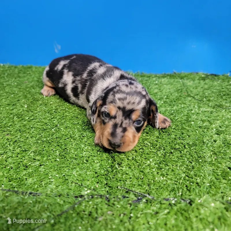 Silver dapple male 2 – Miniature Dachshund puppy for sale in Walnut Grove, MS