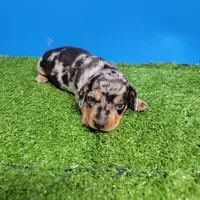 Silver dapple male 2, a male Miniature Dachshund for sale in Walnut Grove, MS – 1 of 10