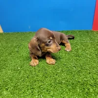 Chocolate and tan female , a female Miniature Dachshund for sale in Walnut Grove, MS – 7 of 8