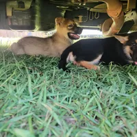 Tan Sable smooth coat male , a female German Shepherd Dog for sale in Walnut Grove, MS – 2 of 7