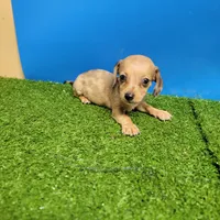 Brown male 1, a male Miniature Dachshund for sale in Walnut Grove, MS – 2 of 7