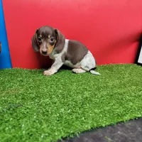 Chocolate and white male 1, a male Miniature Dachshund for sale in Walnut Grove, MS – 3 of 7