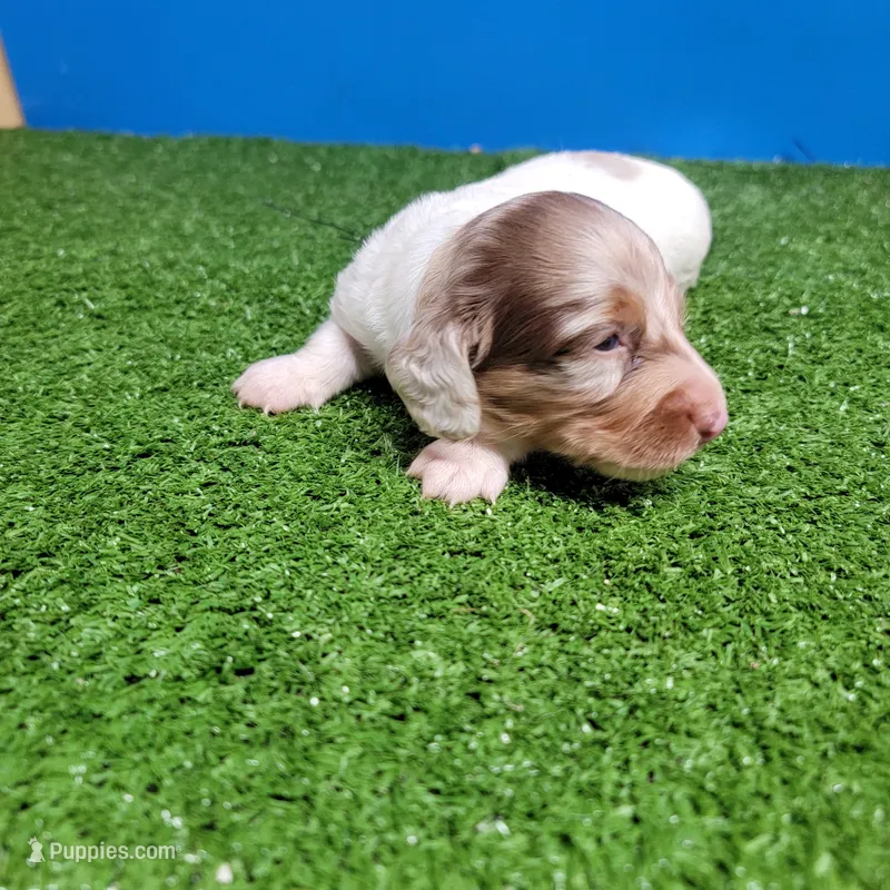 Longhair male  – Miniature Dachshund puppy for sale in Walnut Grove, MS