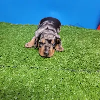 Silver dapple male 2, a male Miniature Dachshund for sale in Walnut Grove, MS – 3 of 10